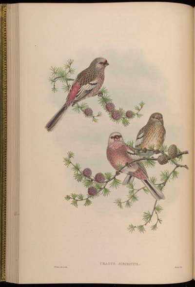 Uragus sibiricus - John Gould